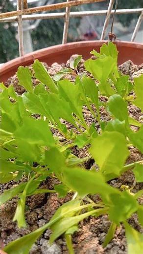 xà lách giống sân thượng#birds #gardening #farming #loan #minecraft #rausach #caytrongnha ##hoathinh