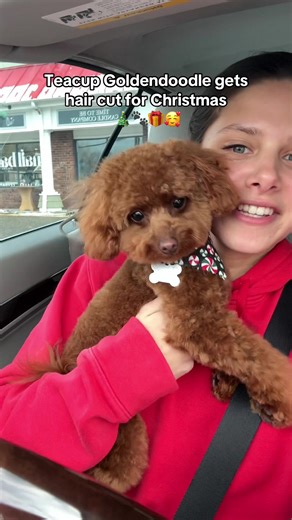 Teacup Goldendoodle Haircut for Christmas Celebration