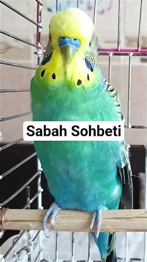 Muhabbet Kuşu Konuşması - Muhabbet kuşu konuşturma #muhabbetkuşu #konuşankuş #konuşanmuhabbetkuşu
