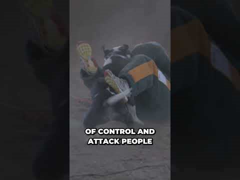 Uncovering the Truth about Dangerous Dog Breeds: What You Didn't Know #shortrs