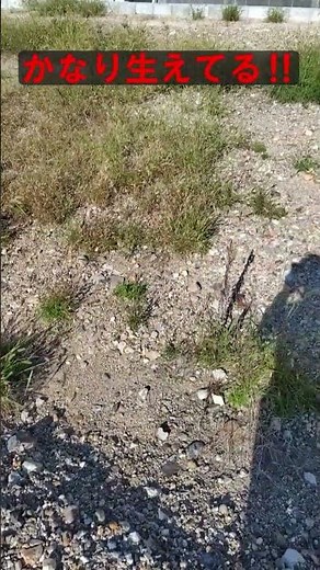 【除草剤】ネコソギ ６か月後 雑草はどうなったか⁉