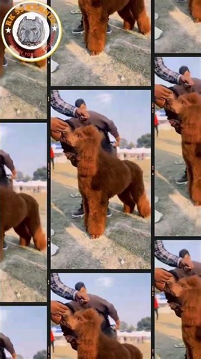Poodle Giant Size #rk59kennel #viralshort #poodlegiantsize #puppy #pets