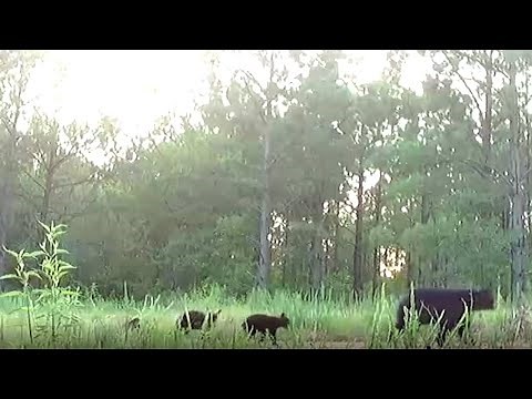 Black Bear Triplets in Rayonier forest near Antlers OK
