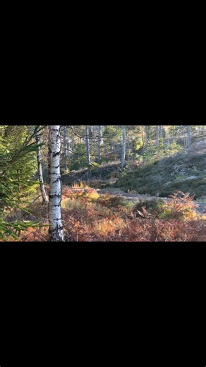 1.3K views | Volvo 240 rally lövdansen ss2 | Robert Björling | Facebook