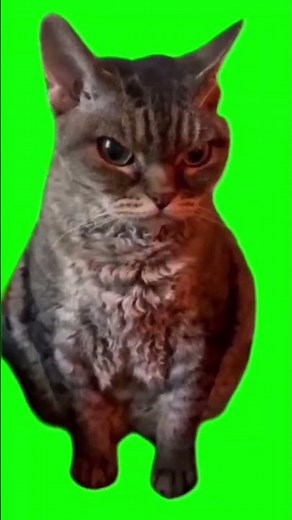 Angry Grumpy Cat Meme #shorts #catmeme #greenscreen