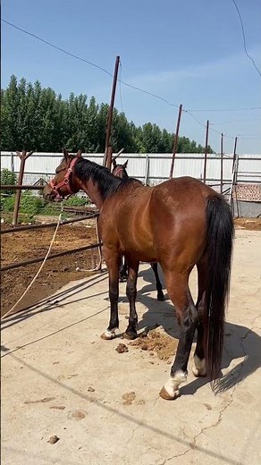 What happens when a mare comes into heat for the first time? #shorts