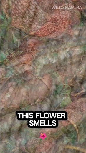 This Flower Smells Like Death 😳