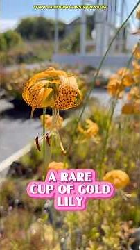 A rare pot of gold lily