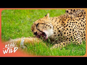 CHEETAH VS PREY | The World’s Fastest Hunter: 100km/h in 3 Seconds