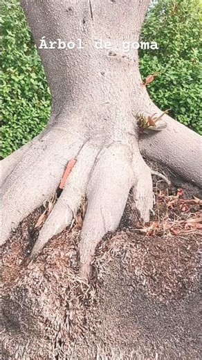 Ficus Elastica || árbol de goma || árbol de hule #arbol #nature18y #shortvideo #viralvideo