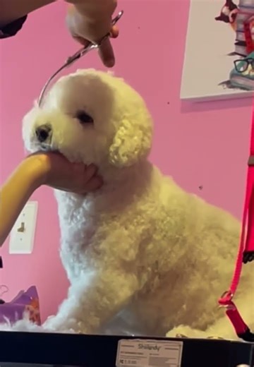 My baby getting groomed #bichonfrise #pets #bichon #grooming #puppy #curlyhair #cute #groom