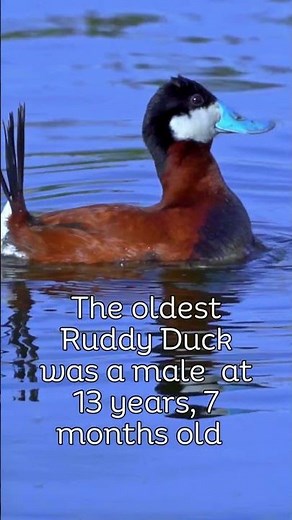 Ruddy Duck Courtship tapping Call