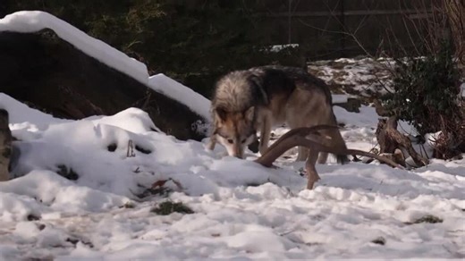 Mexican Gray Wolves at Zoo Gifted With Elk Antlers