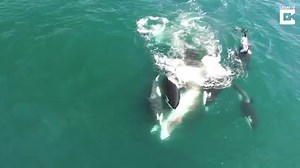WATCH: Killer Whales Eat Another Whale