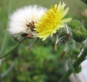 Dandelion Life Cycle from Seed to Flower
