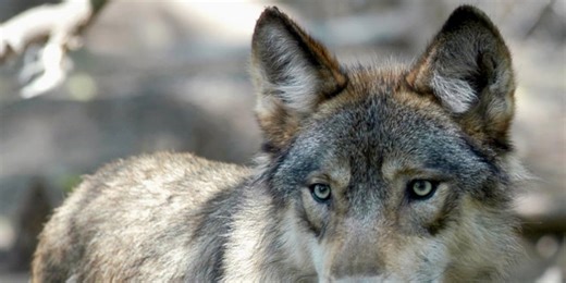 Wisconsin Cattlemen’s Association, wildlife advocates react to delisting of the gray wolf