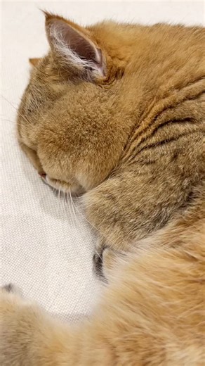 Loki de Mars on Instagram: "[Sound on 🔈] who also snores in the dreams? 🤭 Hope everyone has a cozy Saturday! 💆🏼😌 #loki #munchkin #catlover #catloversclub #Scottishstraight #catsofinstagram #cat #meow #catfrommars #catsofworld #kittens_of_world #instacat #cats #chat #catofinstagram #catgram #cats_of_instagram #曼赤肯 #貓 #短足 #短腿貓 #고양이 #neko"