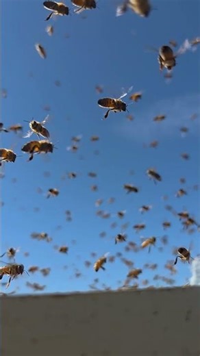 Bee asmr ....#asmt #fyp #bees #beekeeper #soothing