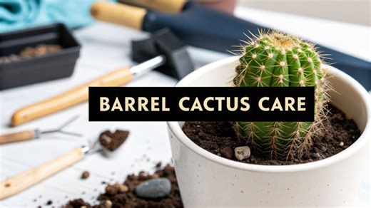 The Essential Guide to Barrel Cactus Care