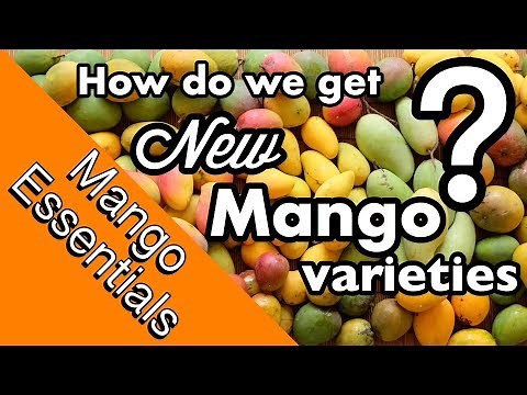 Mango Essentials | How are NEW mango varieties created?