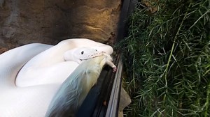109K views · 1K reactions | My newest Reticulated python, Casper, ate! All my pet reptiles feed at The Reptarium. #nomnomnom #feedingsnakes #allmyreptiles | Brian Barczyk | Facebook