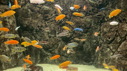 Underwater, Animation, Fish