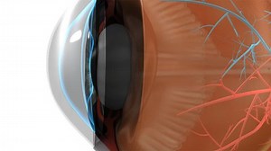 clip-6964150-ciliary-muscles