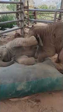 Cute Baby Elephants Junior and Ton Nao Cuddling Warmly - Thai Elephant Story