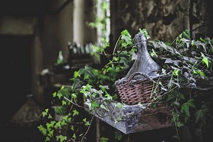 English Ivy Laundry Detergent - Permacrafters