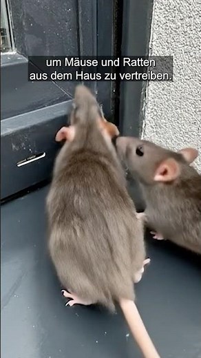 Safe, affordable and effective: Keeping mice away made easy!