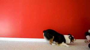 4.9K views · 221 reactions | Trick: "inch it" Weird name, I know. I was feeling really unoriginal when I trained it, I guess! It's a backwards shuffle in a bow position. | Cohen the Australian Shepherd | Facebook