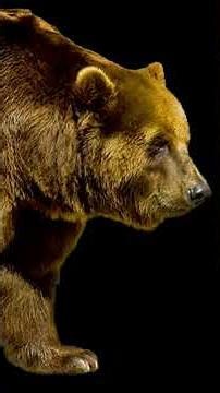 New England brown bear Sound Effect #bear #animals #wildlife #soundeffects