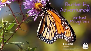 Day 16: What Do Our Butterflies Eat?