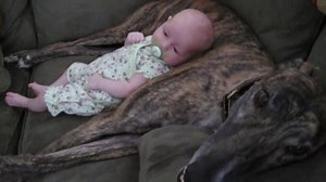 204K views · 3.4K reactions | Who needs a nanny when you have a dog who can rock the baby to sleep for you? This adorable grey hound is the perfect baby sitter and does an awesome job of rocking this adorable baby to sleep! If this video doesn't put a smile on your face, we don't know what will! | America's Funniest Home Videos | Facebook
