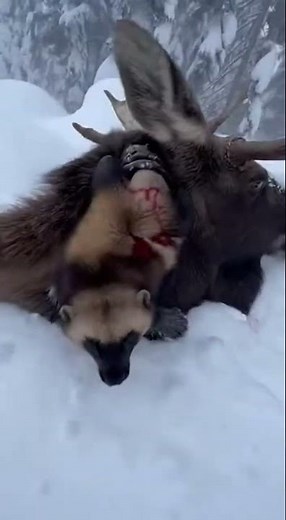 울버린 vs 무스(말코손바닥사슴) (알래스카 설원)[Wolverine vs. Moose (Alaska Snowfield)]