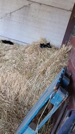 Videos de hechesur forja (@hechesur.forja) con “sonido original - hechesur.forja”