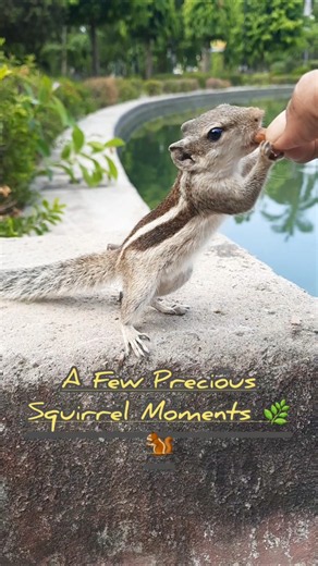 A Few Precious Squirrel Moments 🌿🐿️ #squirrel #nature @tantraavi
