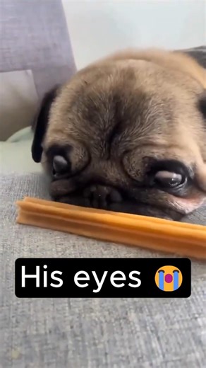 Try Not to Laugh 😂 Funny Dog Compilation | Funniest Dog Fails and Moments #shorts