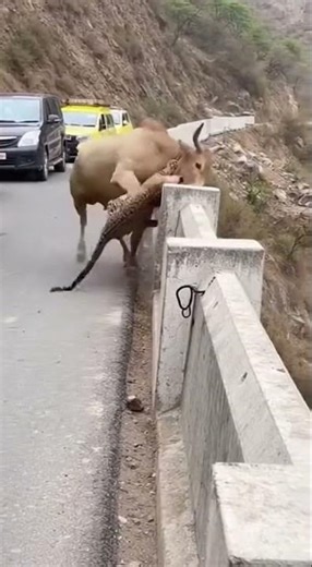 Wild Leopard vs Bull, Shocking Mountain Encounter #wildlife #animalattack #leopard