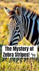 The Mystery of Zebra Stripes! 🦓