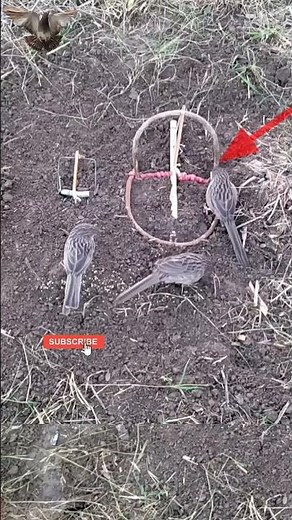 Amazing bird trapping techniques | Bird catching #shorts #ytshorts #youtubeshorts
