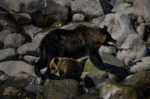 Watch of hiker killed by bear reveals his harrowing final moments