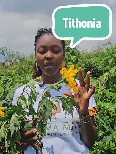 Tithonia Plant: What Do You Call It & How Is It Used?