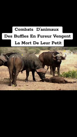 Combats entre buffles et lions : vengeance animale