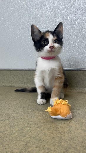 Is there anything better than a room full of adoptable kittens? 🐱 | The SPCA Serving Erie County, NY