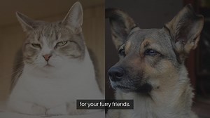 Pet Friendly Home Security Products