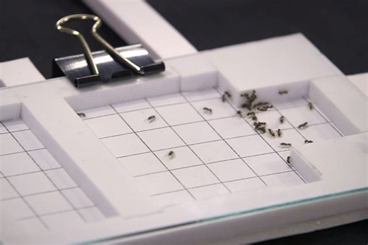 Stanford's Ants in Space study launches citizen science for students worldwide
