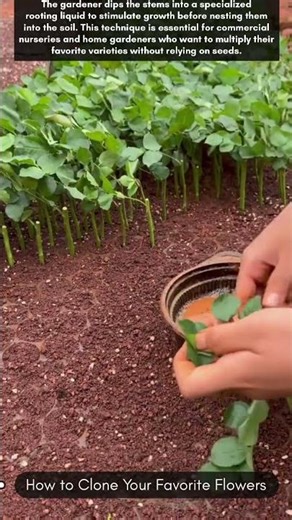 How to Clone Your Favorite Flowers