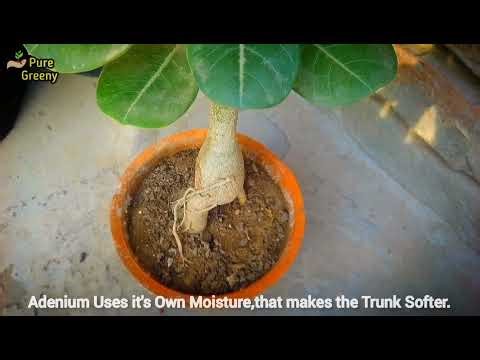 Adenium Plant Soft Caudex Problem!