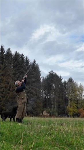 Driven Pheasant Shooting with Labrador Retriever Gundog #shotgun #dog